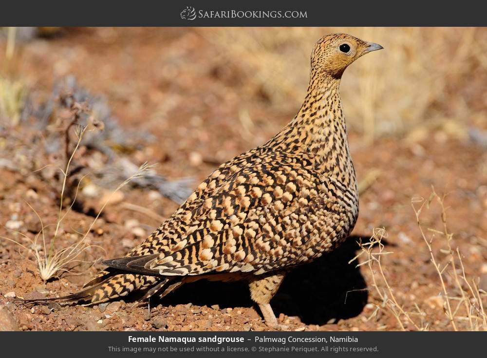 Female Namaqua sandgrouse in Palmwag Concession, Namibia