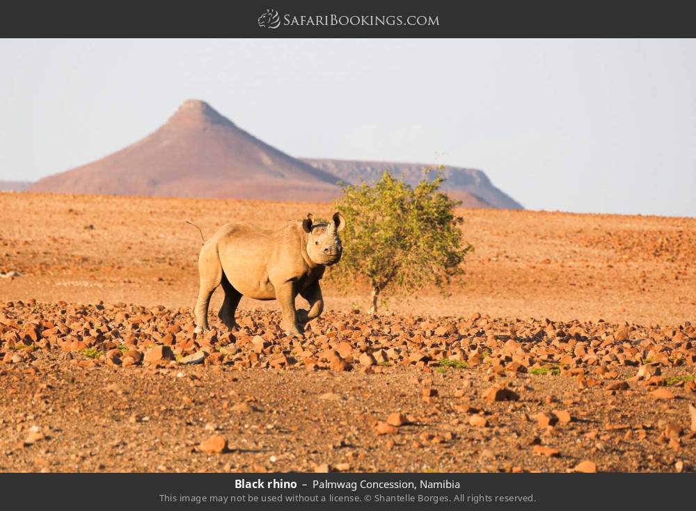 Black rhino in Palmwag Concession, Namibia