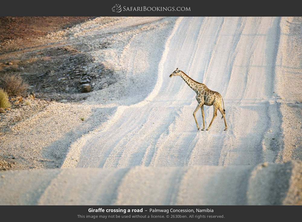 Giraffe crossing a road in Palmwag Concession, Namibia