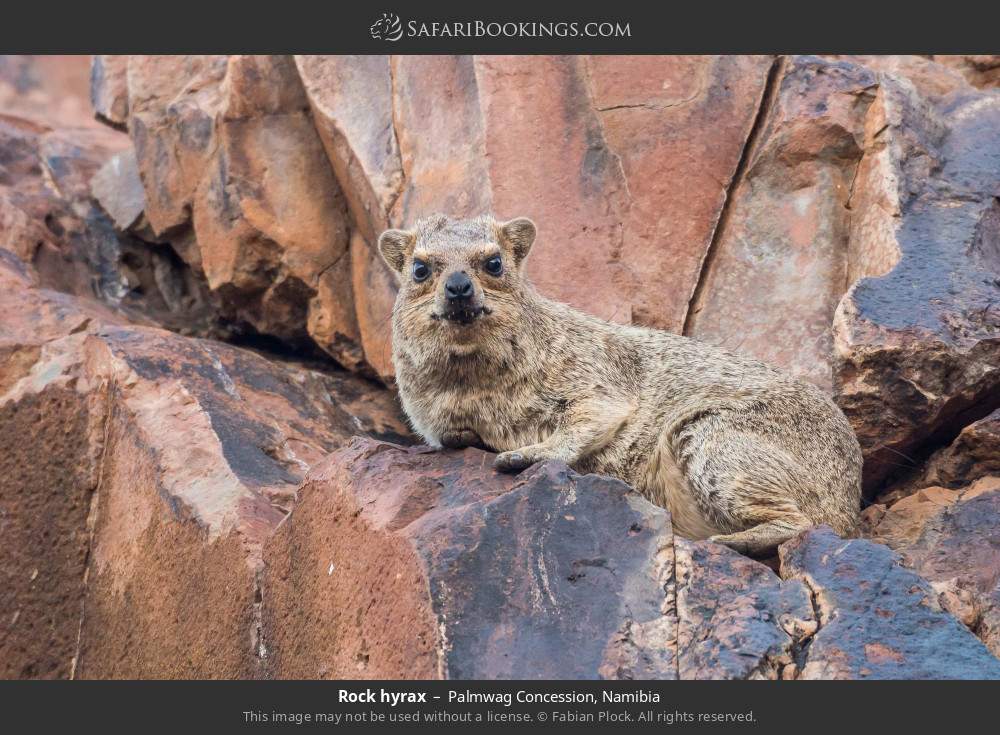 Rock hyrax in Palmwag Concession, Namibia