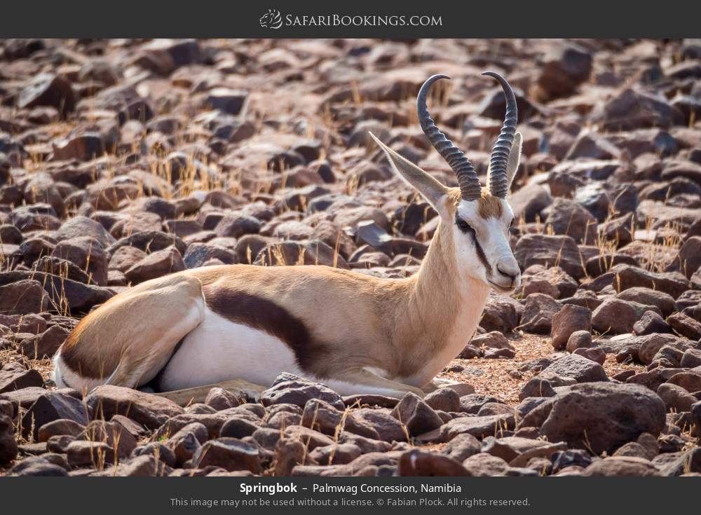 Springbok in Palmwag Concession, Namibia