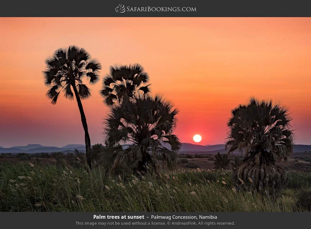 Palm trees at sunset in Palmwag Concession, Namibia