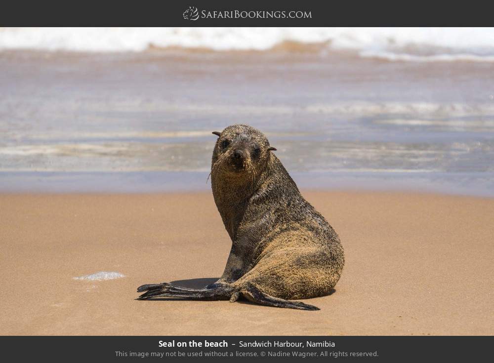 Seal on the beach in Sandwich Harbour, Namibia