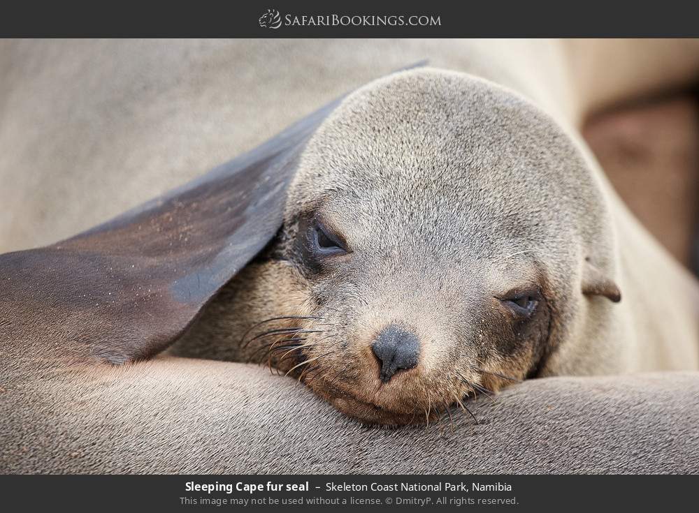 Sleeping Cape fur seal in Skeleton Coast National Park, Namibia