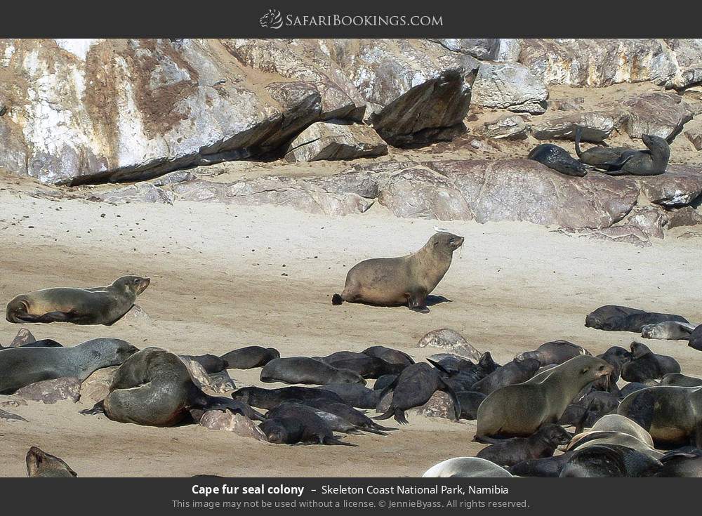 Cape fur seal colony in Skeleton Coast National Park, Namibia