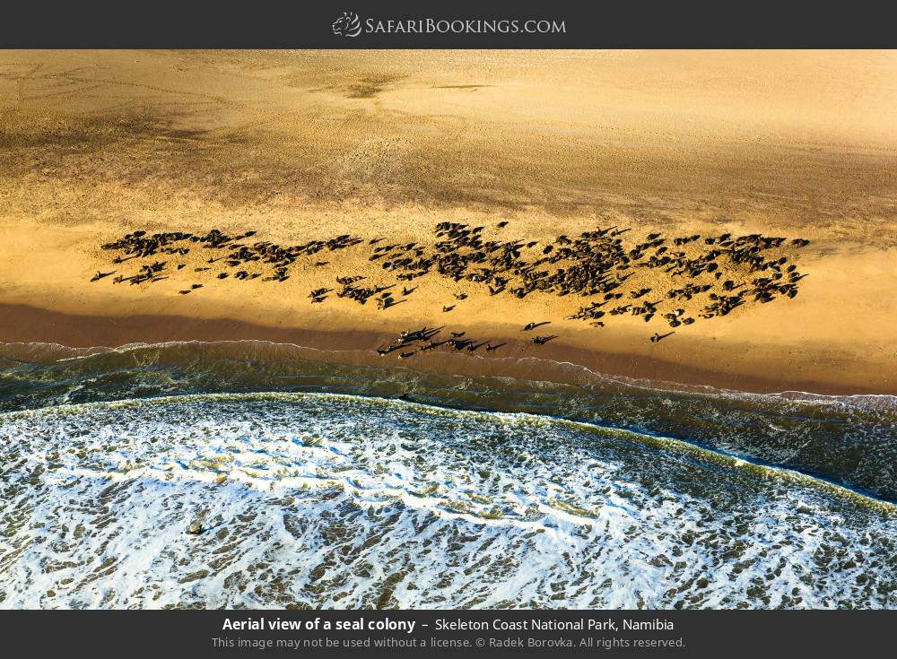 Aerial view of a seal colony in Skeleton Coast National Park, Namibia