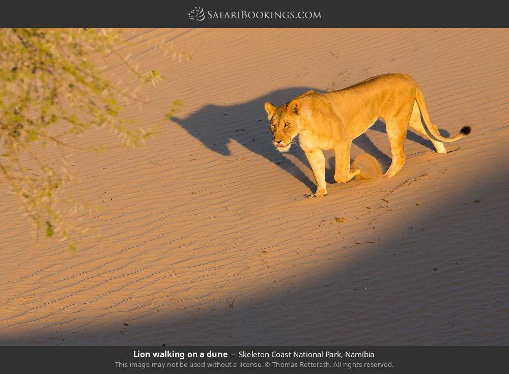 Lion walking on a dune in Skeleton Coast National Park, Namibia