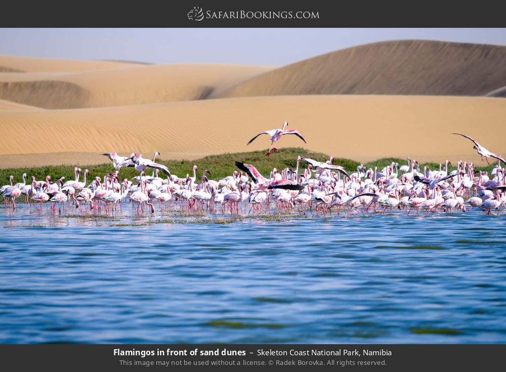 Flamingos in front of sand dunes in Skeleton Coast National Park, Namibia