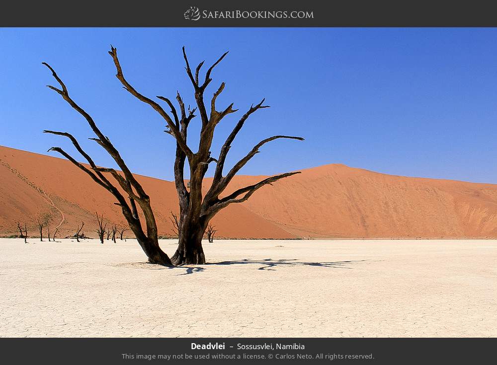 Deadvlei in Sossusvlei, Namibia