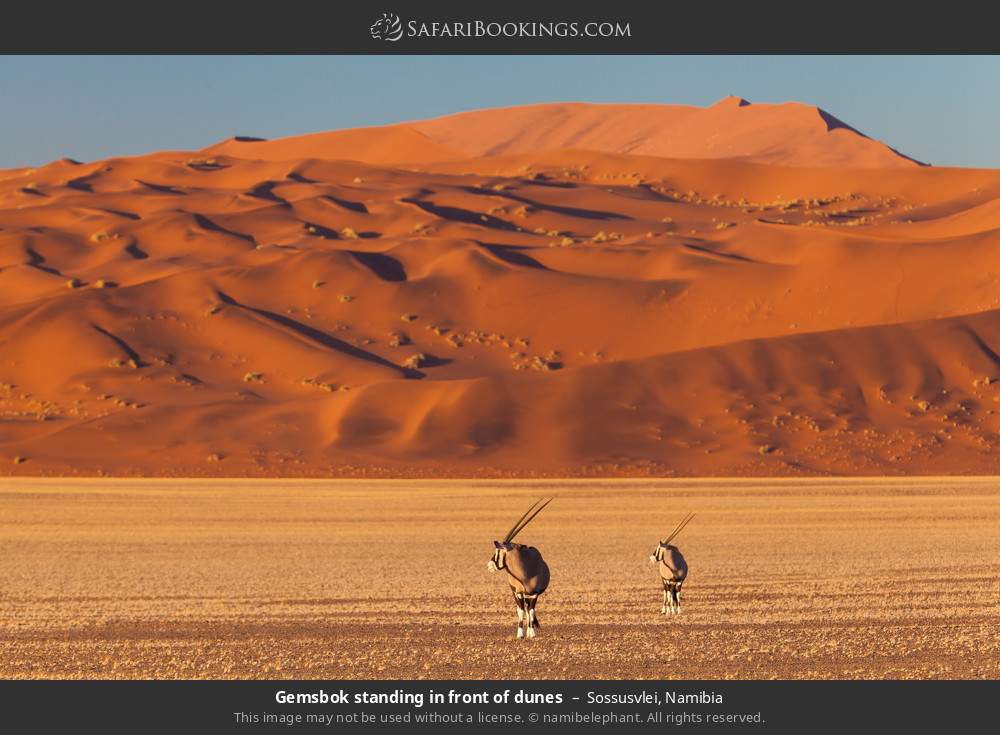 Gemsbok standing in front of dunes in Sossusvlei, Namibia