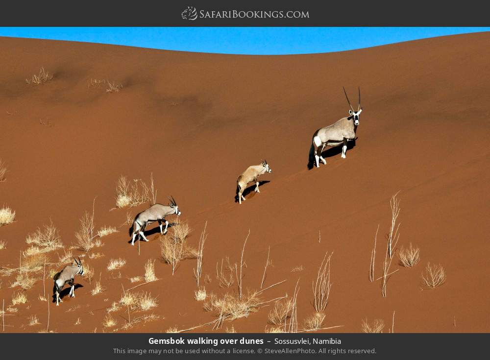 Gemsbok walking over dunes in Sossusvlei, Namibia