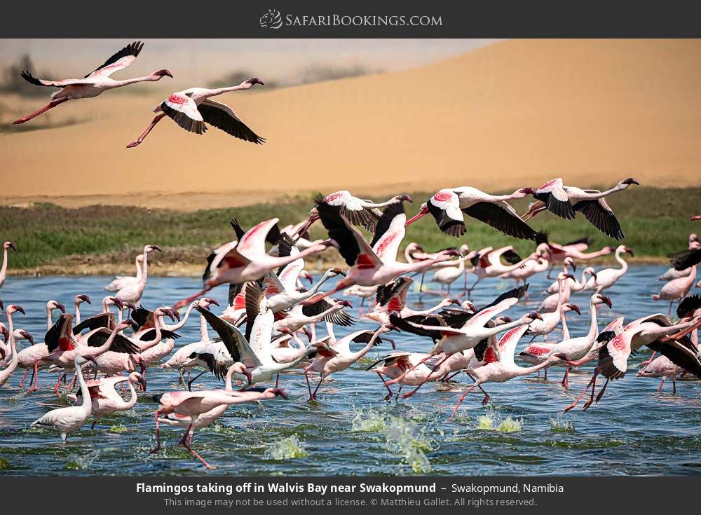 Flamingos taking off in Walvis Bay near Swakopmund in Swakopmund, Namibia