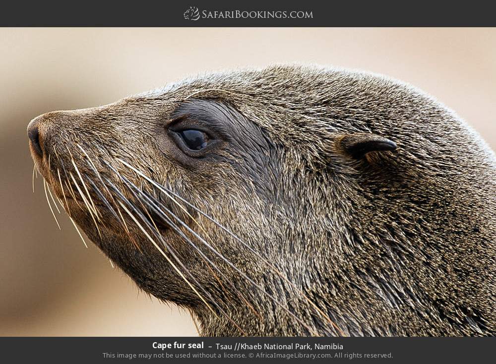 Cape fur seal in Tsau //Khaeb National Park, Namibia
