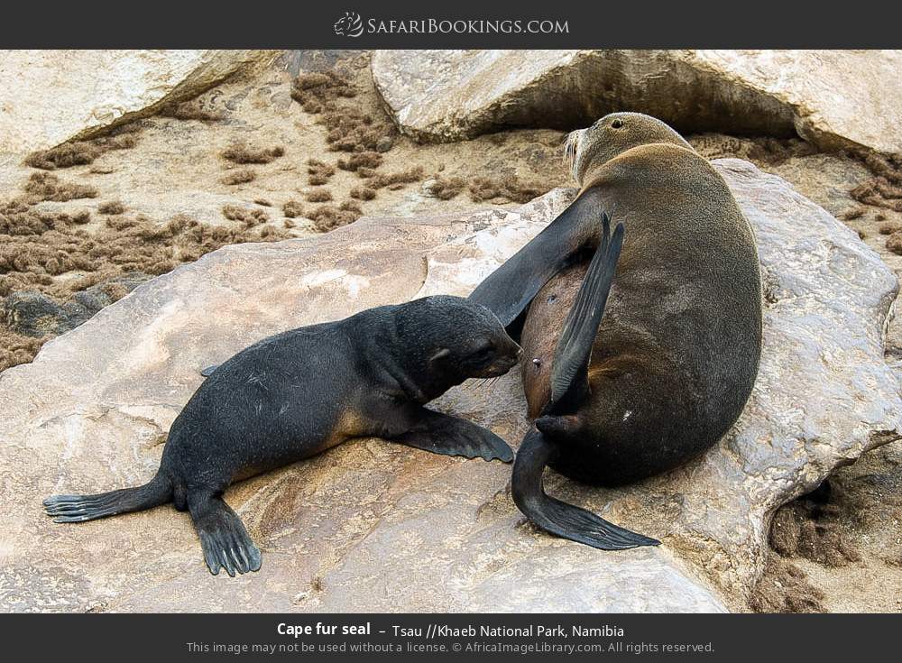 Cape fur seal in Tsau //Khaeb National Park, Namibia