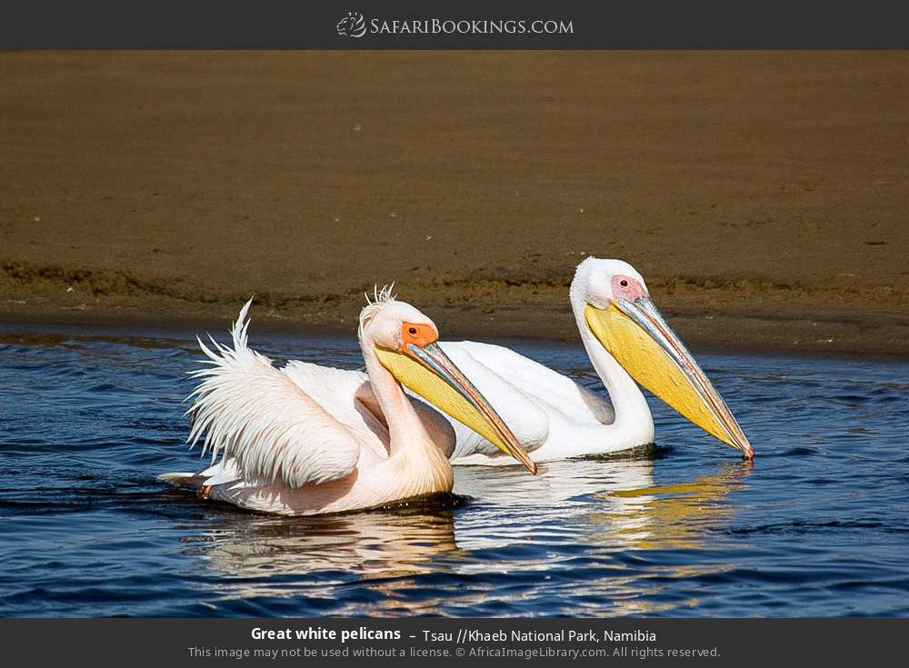 Great white pelicans in Tsau //Khaeb National Park, Namibia