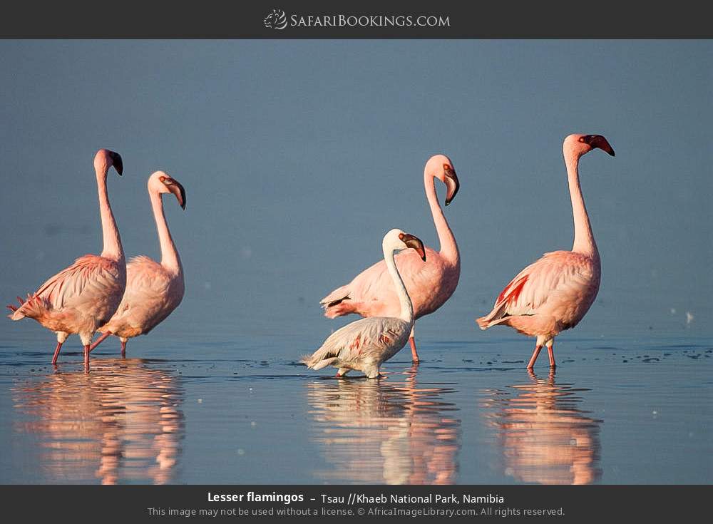 Lesser flamingos in Tsau //Khaeb National Park, Namibia