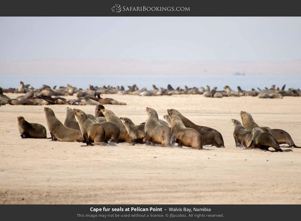 Cape fur seals at Pelican Point in Walvis Bay, Namibia