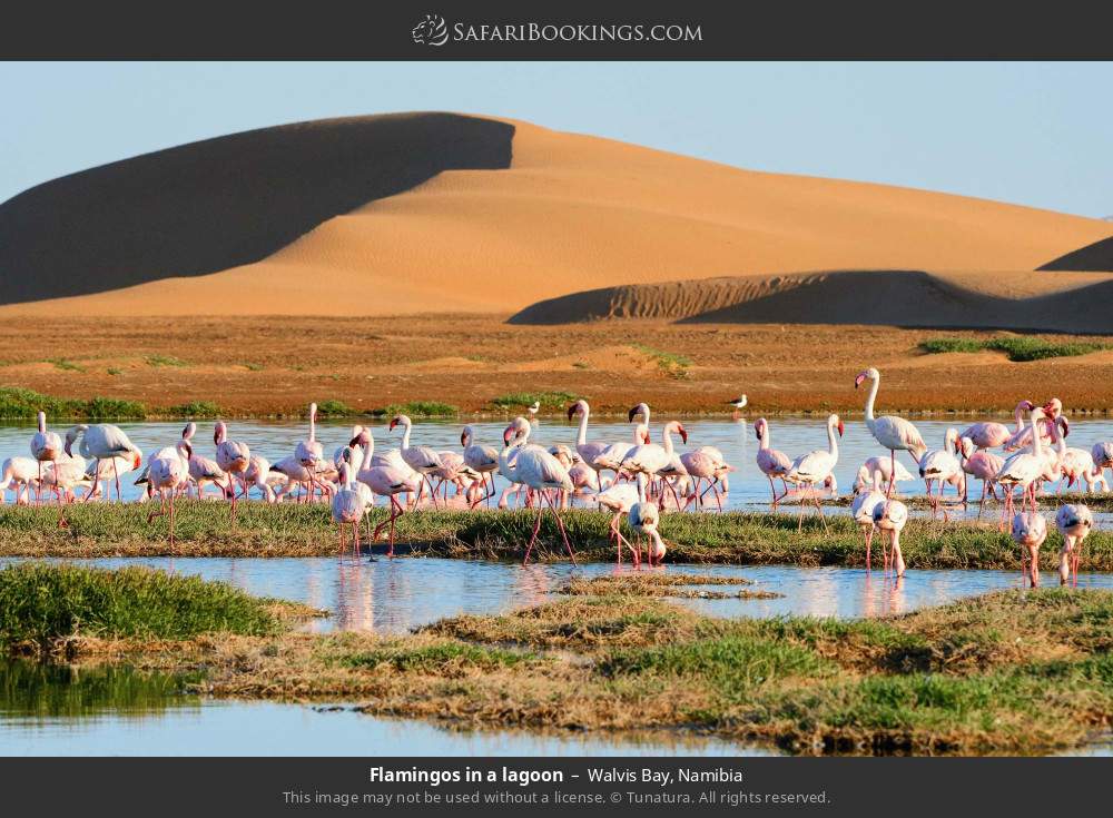 Flamingos in a lagoon in Walvis Bay, Namibia