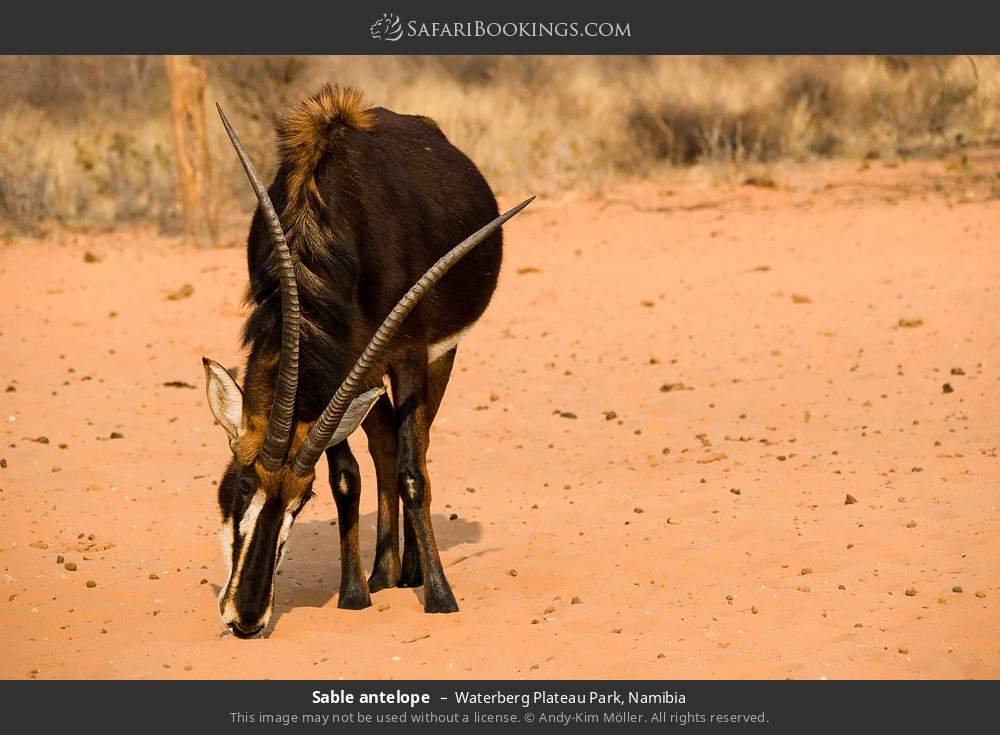 Sable antelope in Waterberg Plateau Park, Namibia