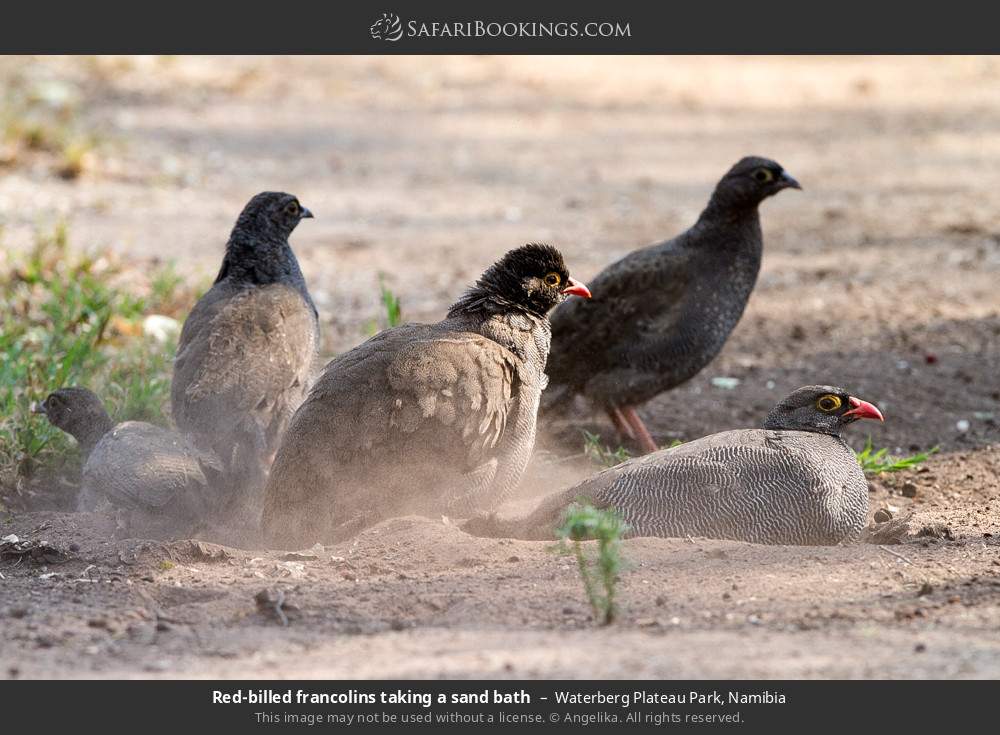 Red-billed francolins taking a sand bath in Waterberg Plateau Park, Namibia