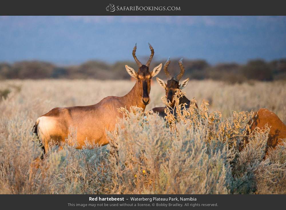 Red hartebeest in Waterberg Plateau Park, Namibia