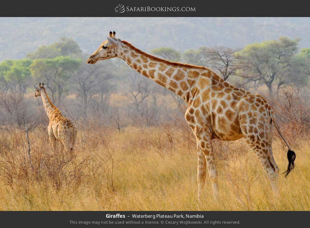 Giraffes in Waterberg Plateau Park, Namibia