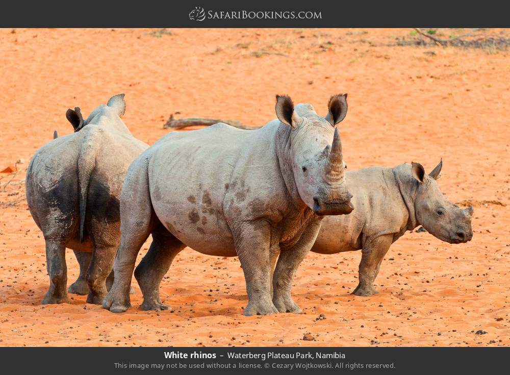 White rhinos in Waterberg Plateau Park, Namibia