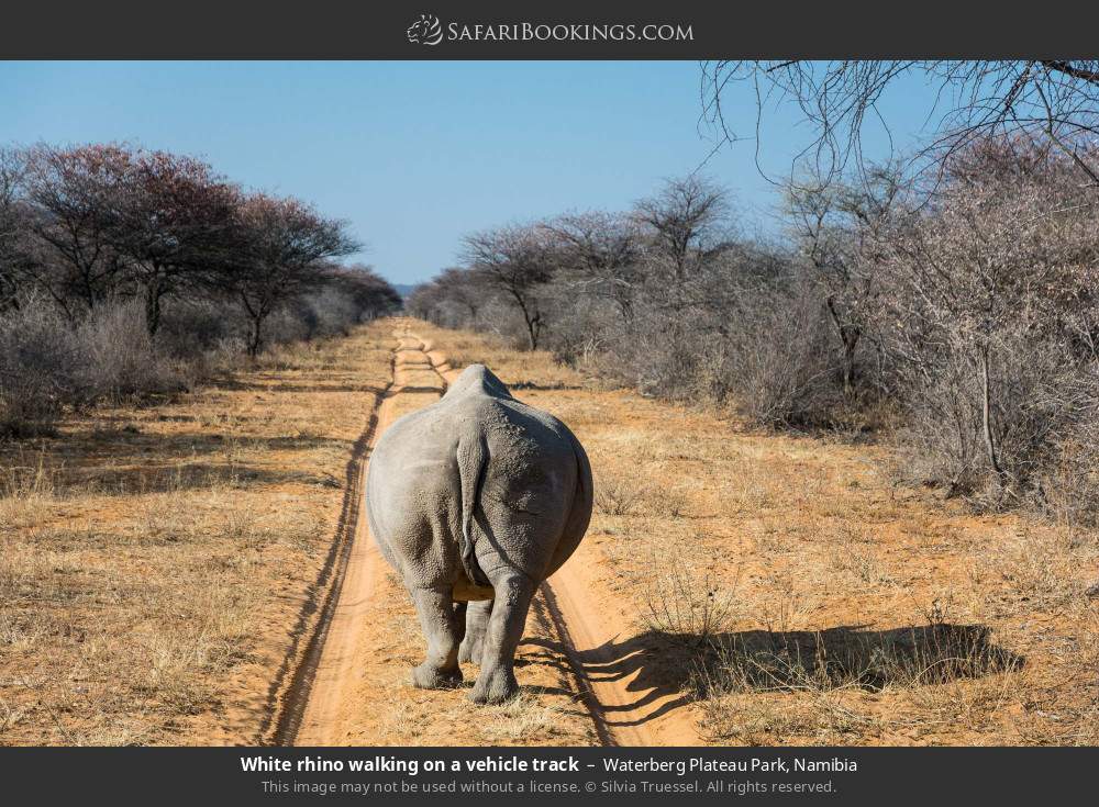 White rhino walking on a vehicle track in Waterberg Plateau Park, Namibia