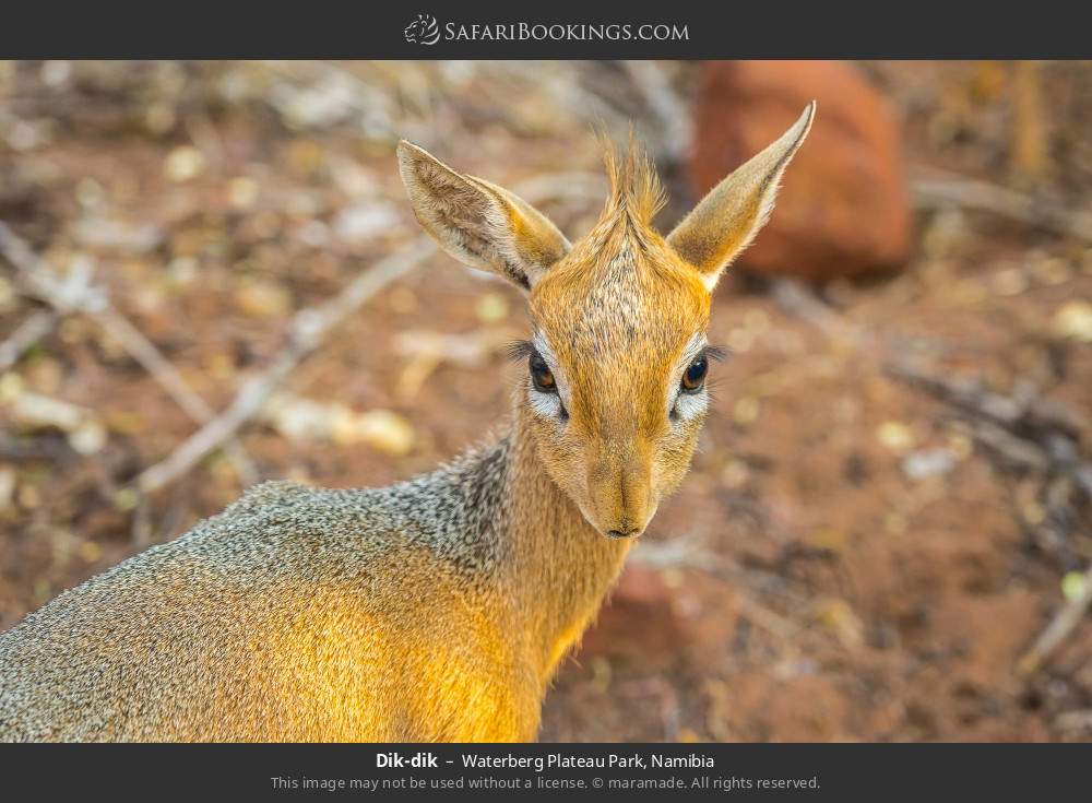 Dik-dik in Waterberg Plateau Park, Namibia