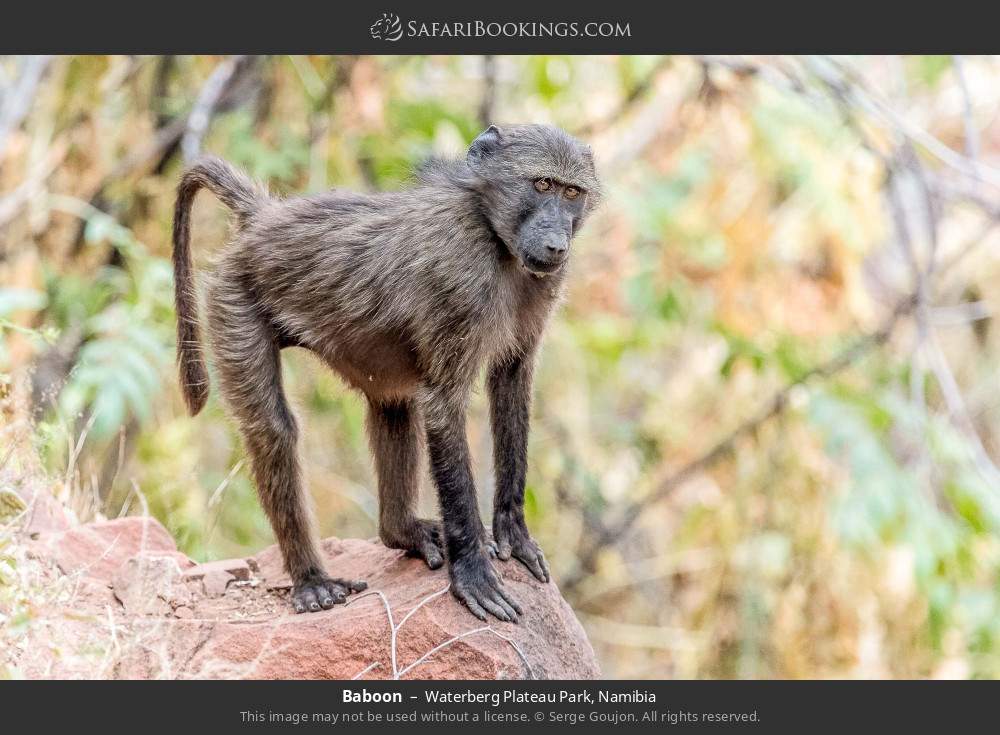 Baboon in Waterberg Plateau Park, Namibia