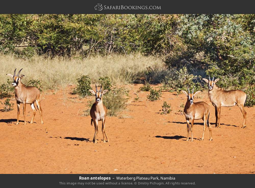 Roan antelopes in Waterberg Plateau Park, Namibia