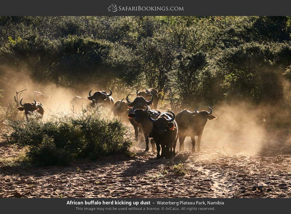 African buffalo herd kicking up dust in Waterberg Plateau Park, Namibia