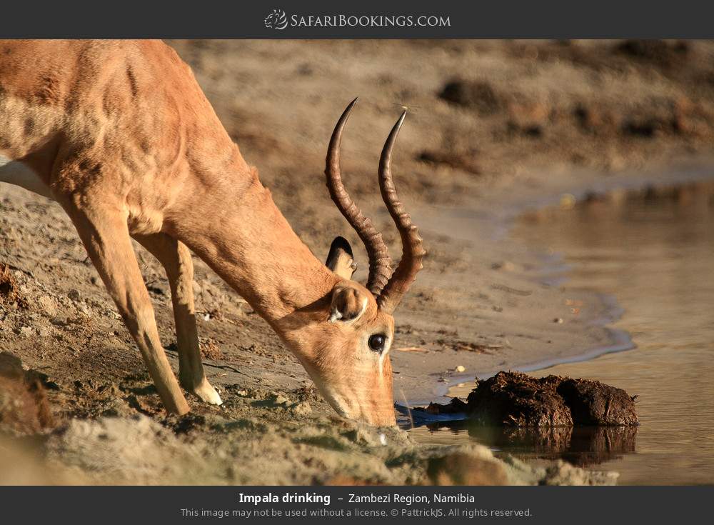 Impala drinking in Zambezi Region, Namibia