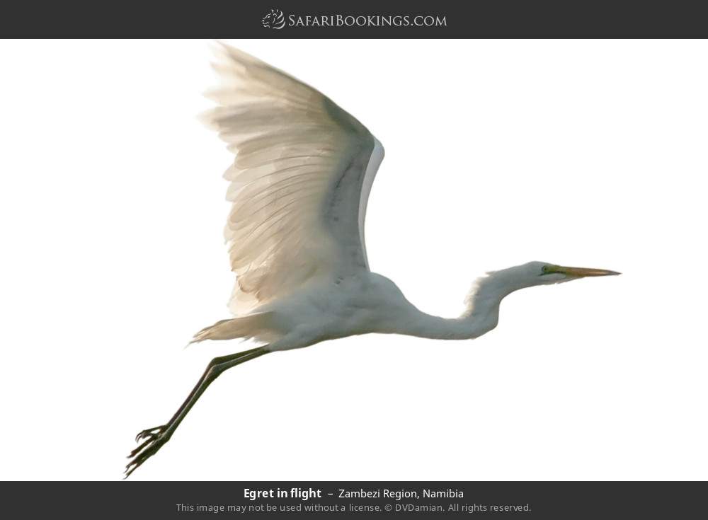 Egret in flight in Zambezi Region, Namibia