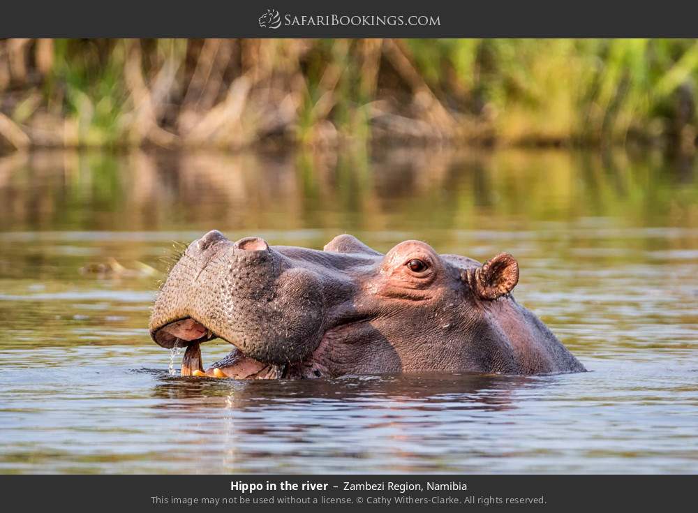 Hippo in the river in Zambezi Region, Namibia