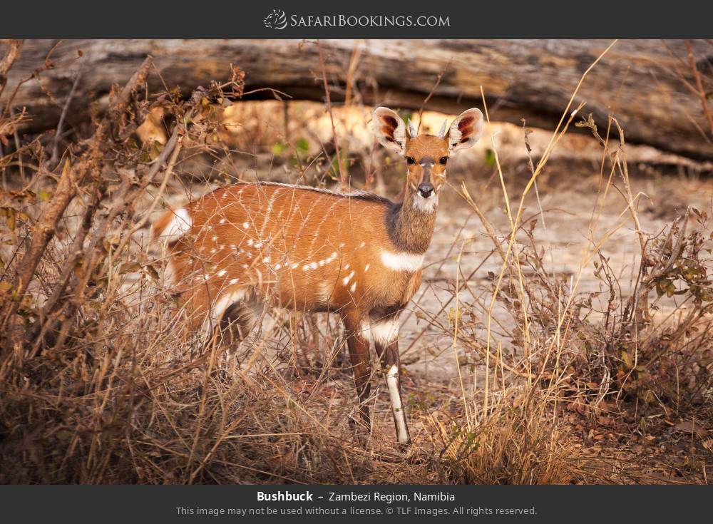 Bushbuck in Zambezi Region, Namibia