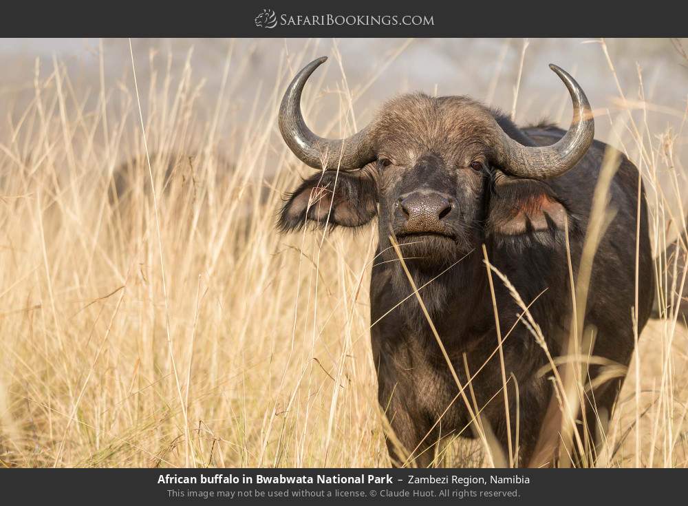 African buffalo in Bwabwata National Park in Zambezi Region, Namibia