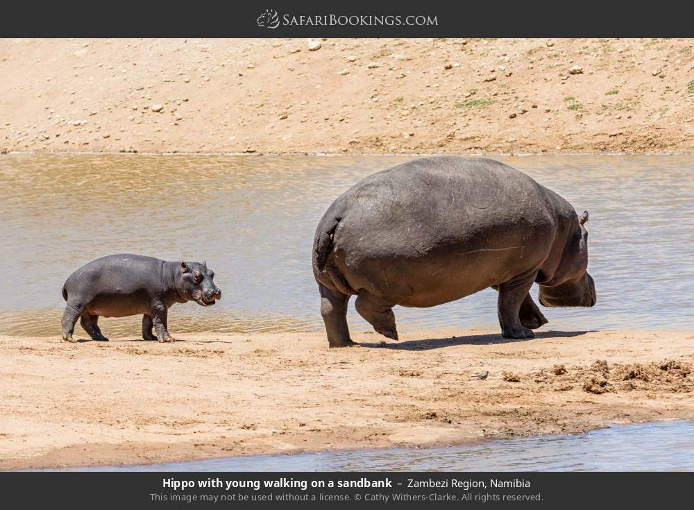 Hippo with young walking on a sandbank in Zambezi Region, Namibia