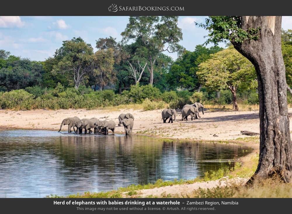 Herd of elephants with babies drinking at a waterhole in Zambezi Region, Namibia