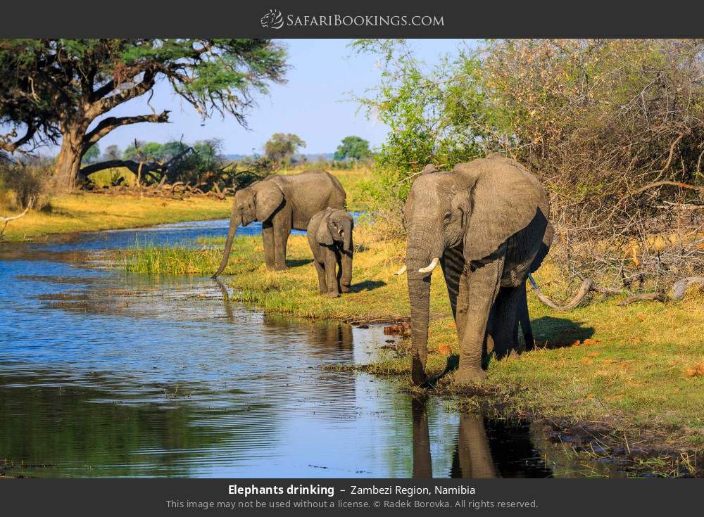 Elephants drinking in Zambezi Region, Namibia