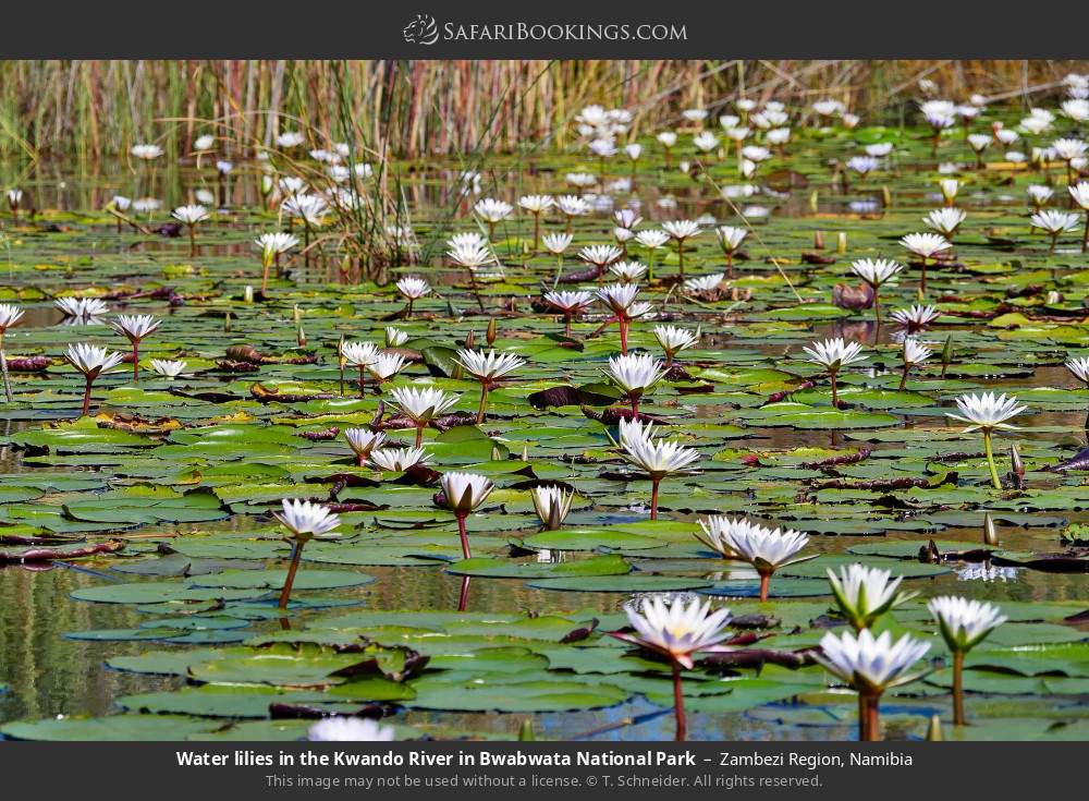 Water lilies in the Kwando River in Bwabwata National Park in Zambezi Region, Namibia