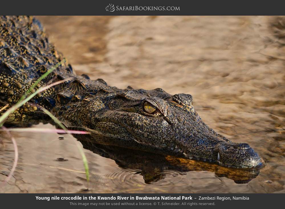Young nile crocodile in the Kwando River in Bwabwata National Park in Zambezi Region, Namibia