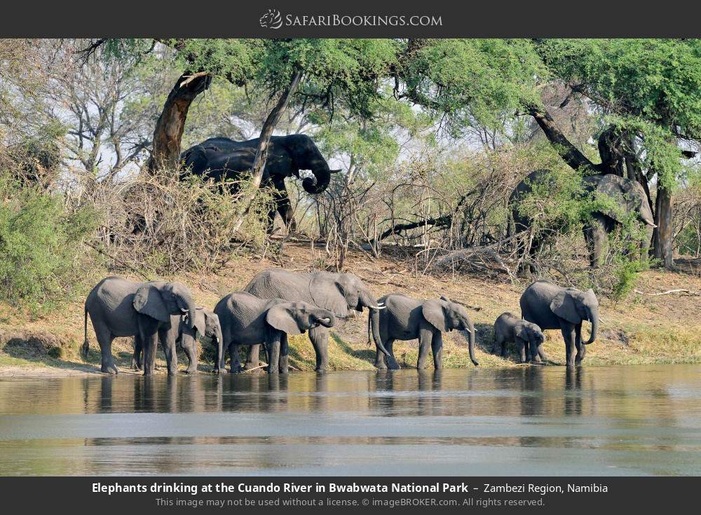 Elephants drinking at the Cuando River in Bwabwata National Park in Zambezi Region, Namibia