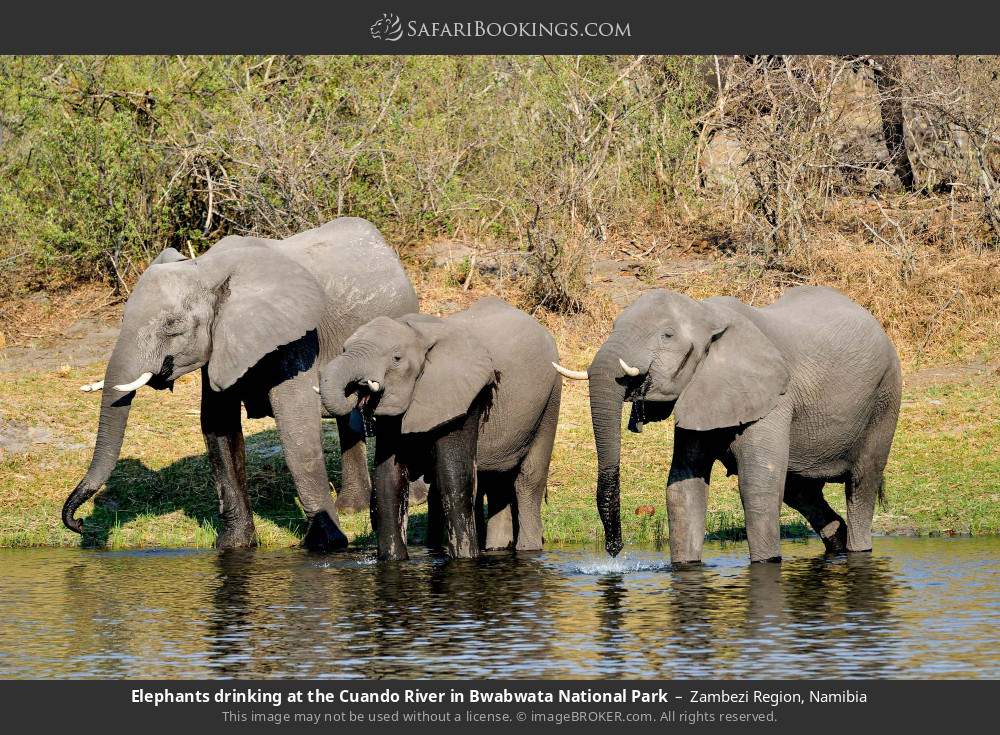 Elephants drinking at the Cuando River in Bwabwata National Park in Zambezi Region, Namibia