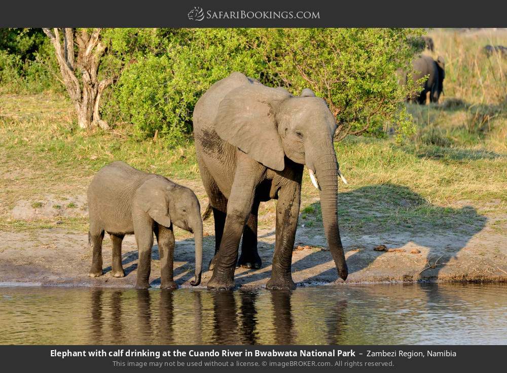Elephant with calf drinking at the Cuando River in Bwabwata National Park in Zambezi Region, Namibia