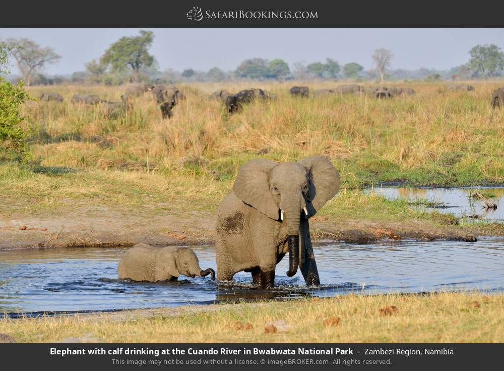 Elephant with calf drinking at the Cuando River in Bwabwata National Park in Zambezi Region, Namibia
