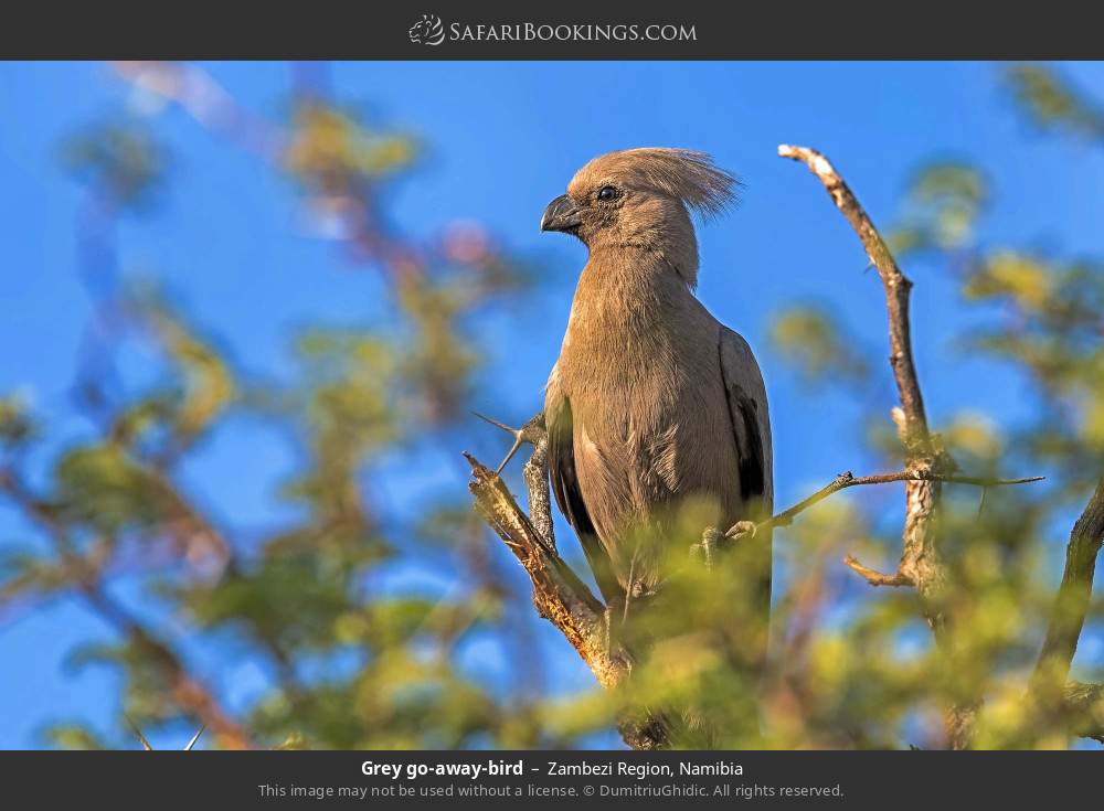 Grey go-away-bird in Zambezi Region, Namibia