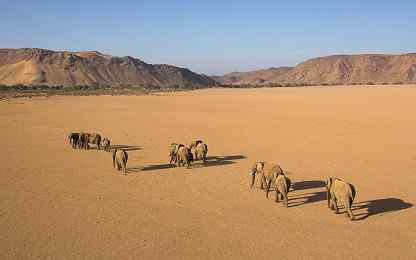 Desert elephants, Damaraland, Namibia