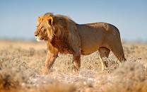 Male lion walking