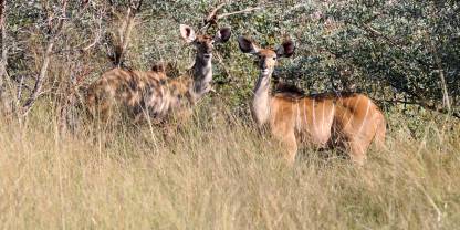 Bwabwata National Park